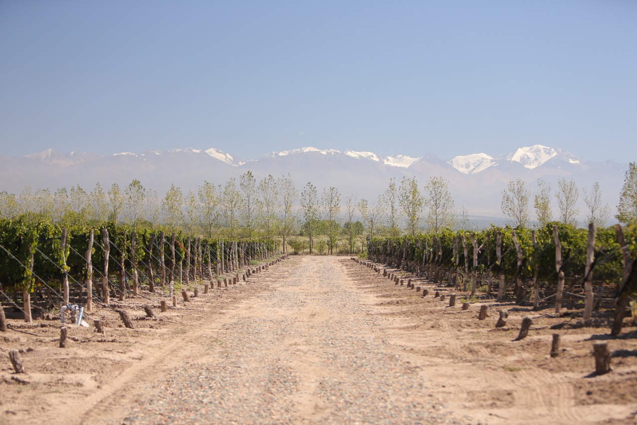 Finca Propia - Imagen 6